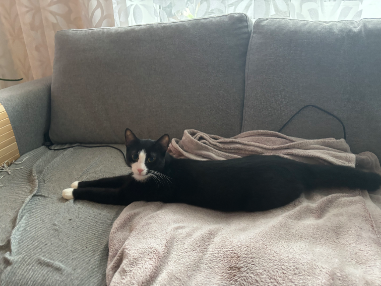 Chat media