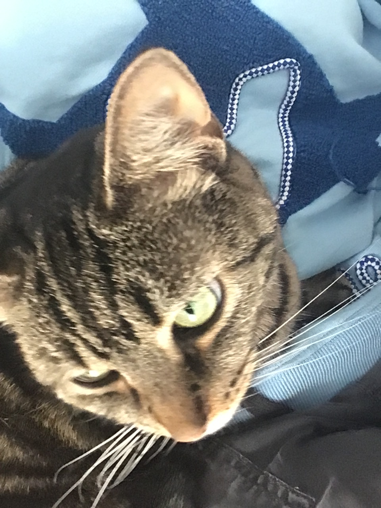 Chat media