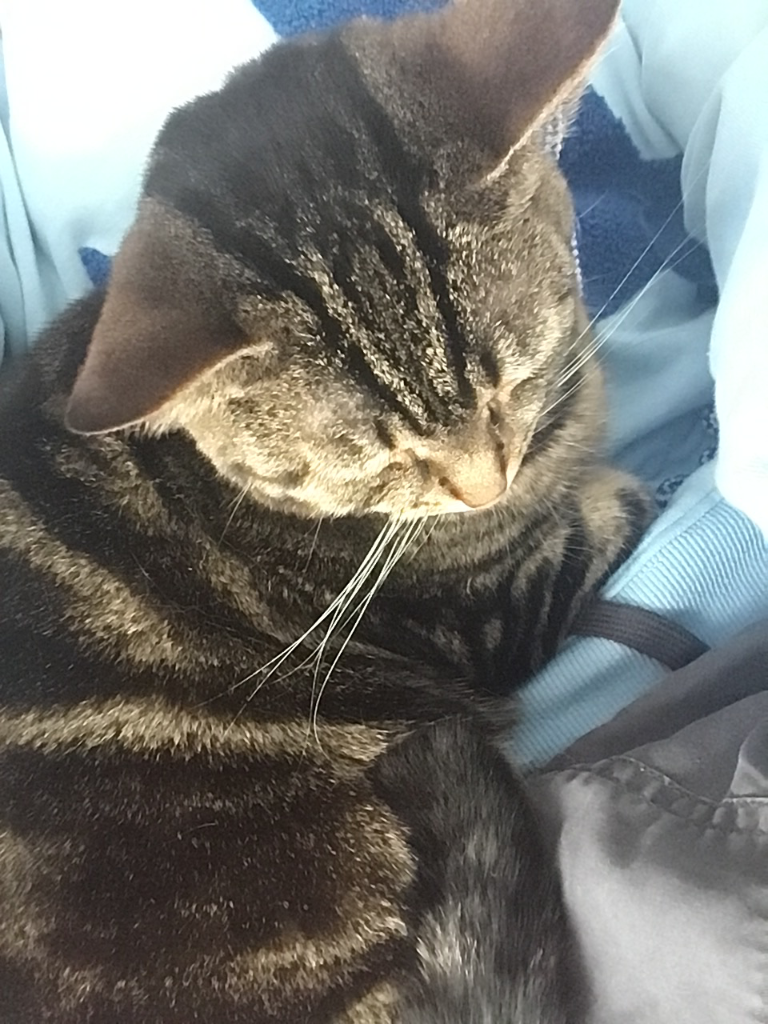 Chat media