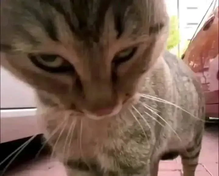 Chat media