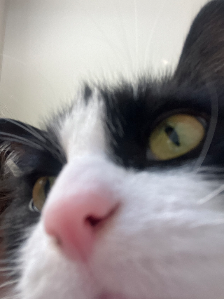 Chat media