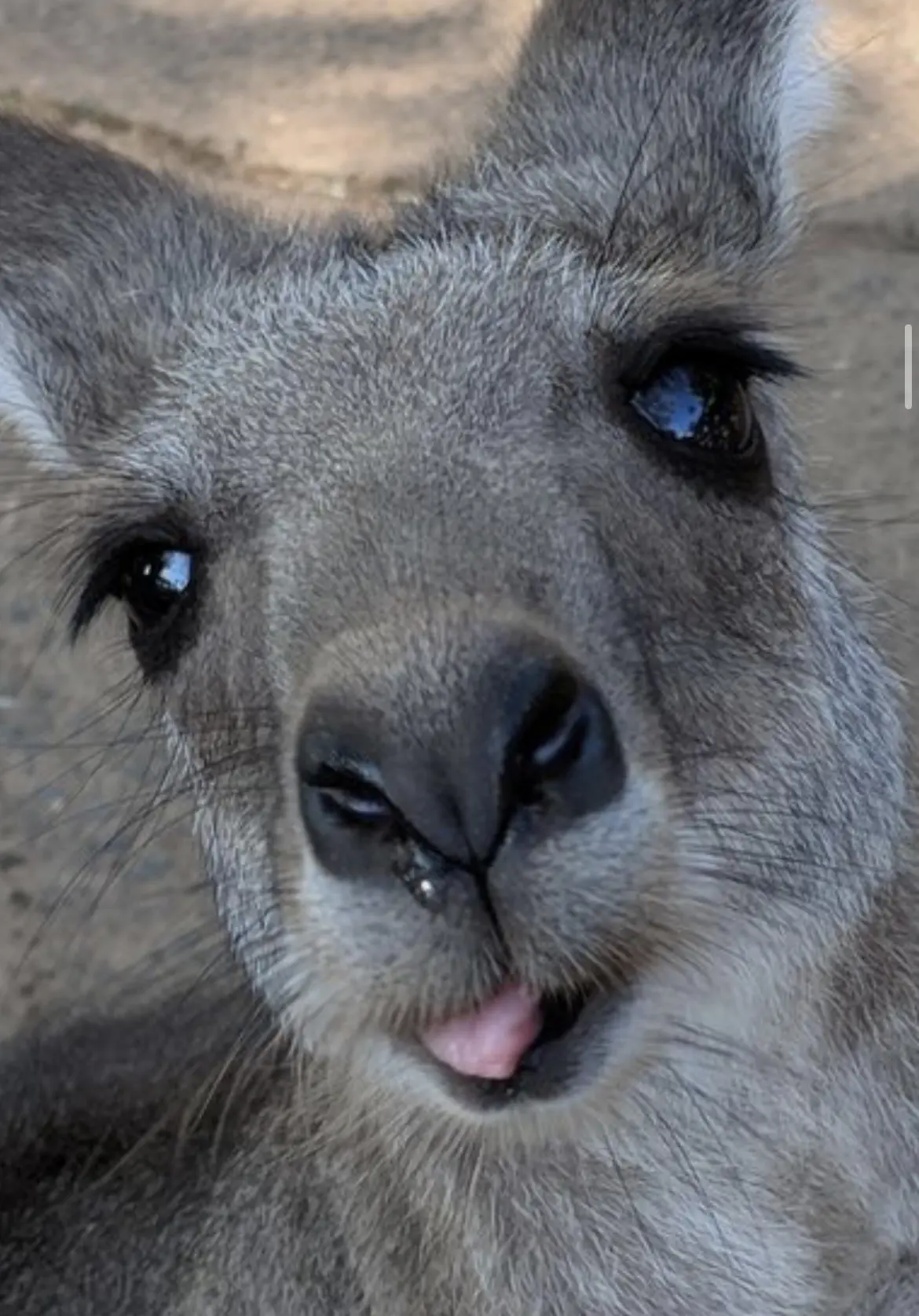 @ Kangaroos 😃