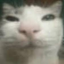 Chat media
