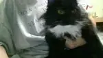 Chat media