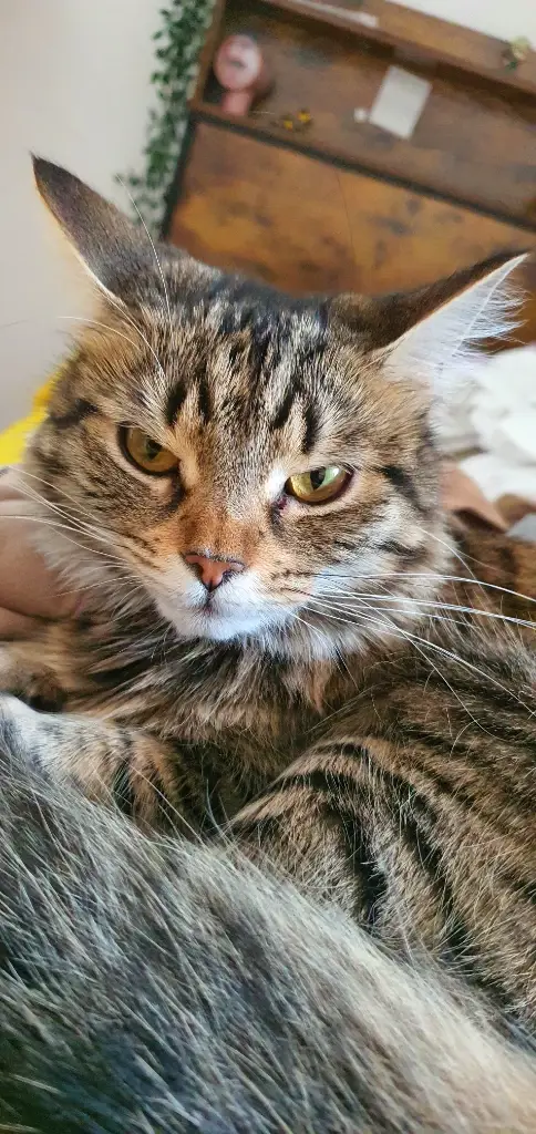 Chat media