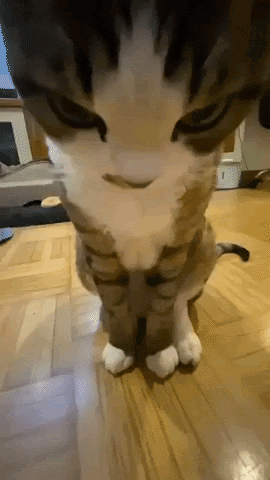 Chat media