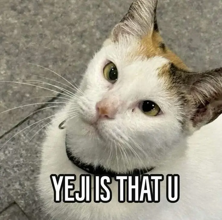 Chat media