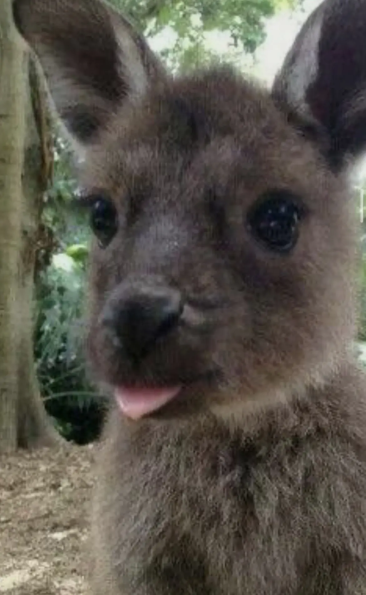 @ Kangaroos 😃