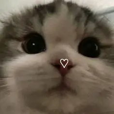 Chat media