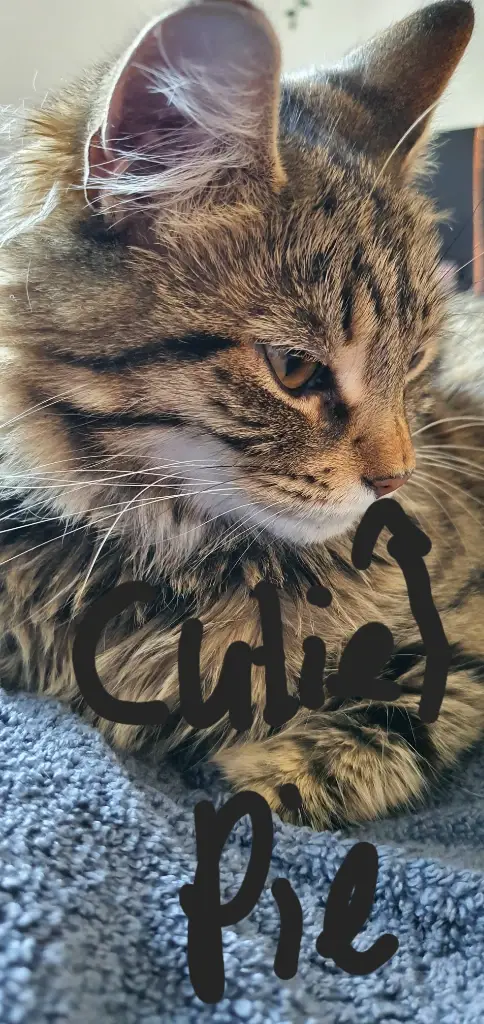 Chat media