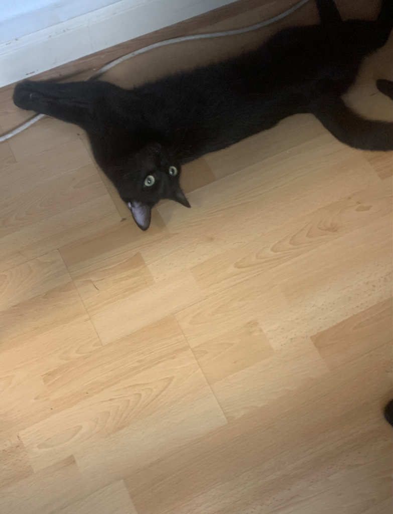 Chat media