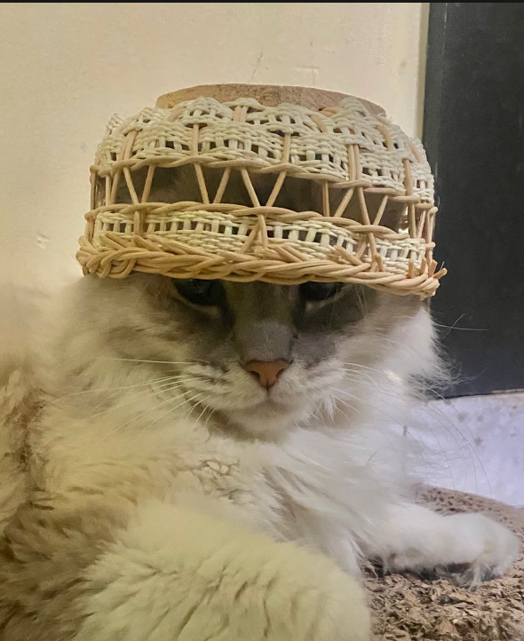 Hi guys!! Here is a photo of my cat!! ✨ Her name is "Chispita" 💗 Have a day!! ✨💗