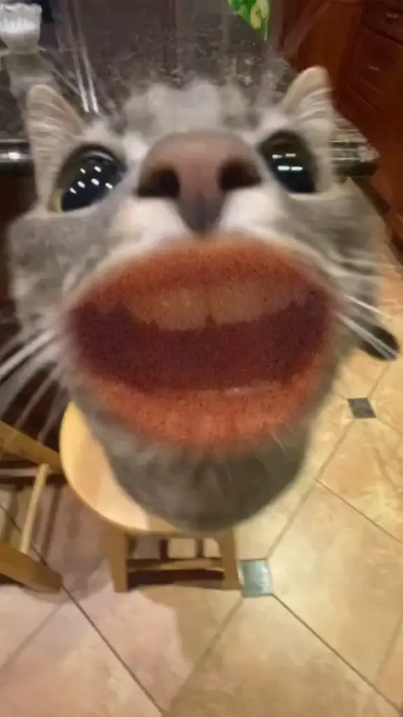 Chat media