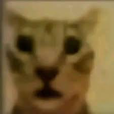 Chat media